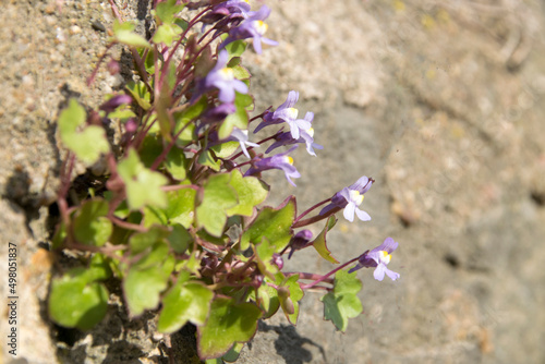 Zimbelkraut (Linaria cymbalaria), blühend an Mauer photo