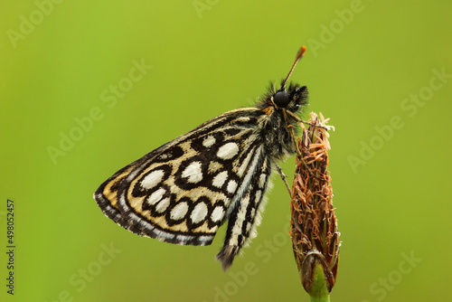 Large chequered skipper, Heteropterus morpheus resting on a straw on summery meadow in Estonia, Northern Europe