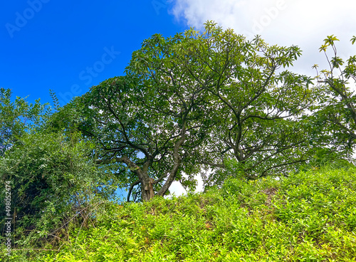 green trees in the garden and sky