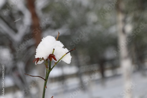 Snow on the flower. Winter concept. Empty space for text