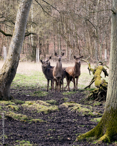 Three deer in the woods