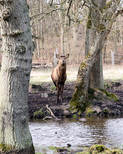 Deer in the woods