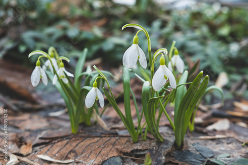 White snowdrops have blossomed after winter. Delicate spring flowers. Beautiful natural background.