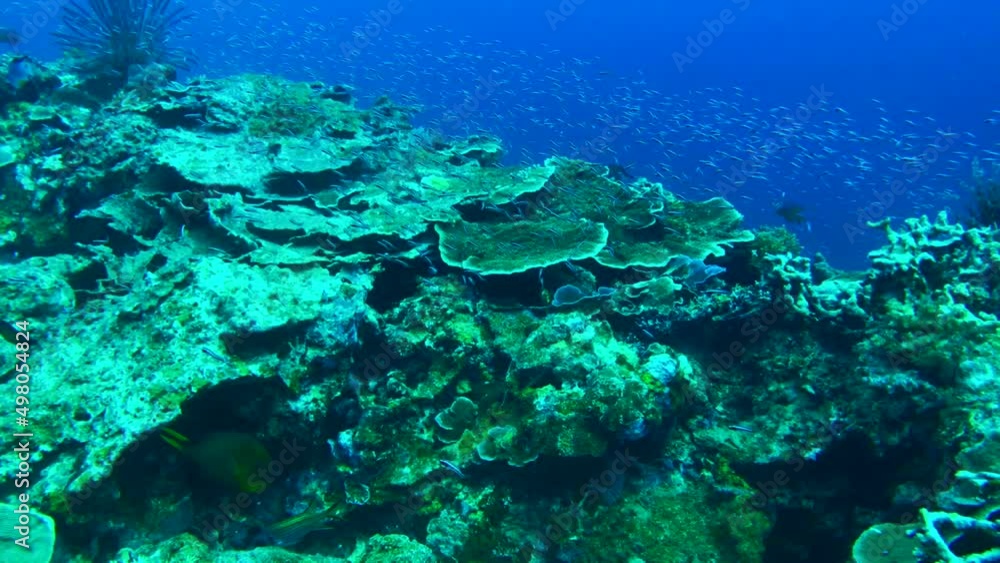 coral reef with fish coral reef with fish