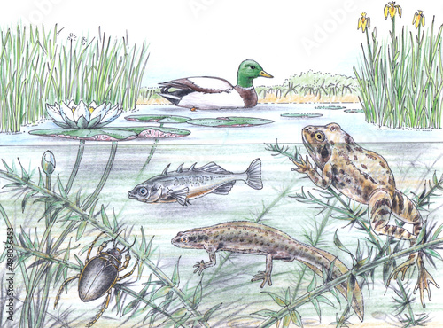 WILDLIFE OF PONDS
mallard, Anas platyrhynchos; Common frog, Rana temporaria; Great diving beetle, Dytiscus marginalis; White water-lily, Nymphaea alba; Three-spined stickleback, Gasterosteus aculeatus