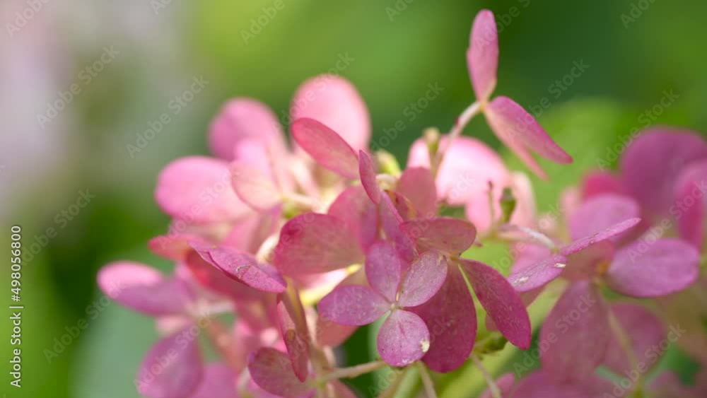Beautiful pink colorful flowers growing on the field. spring and summer nature scene. gardening. nature background. Beautiful pink colorful flowers growing on the field. spring and summer nature scene. gardening. nature background.