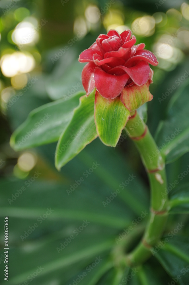 生きる花を探す思ひ 生きる花を探す思ひ