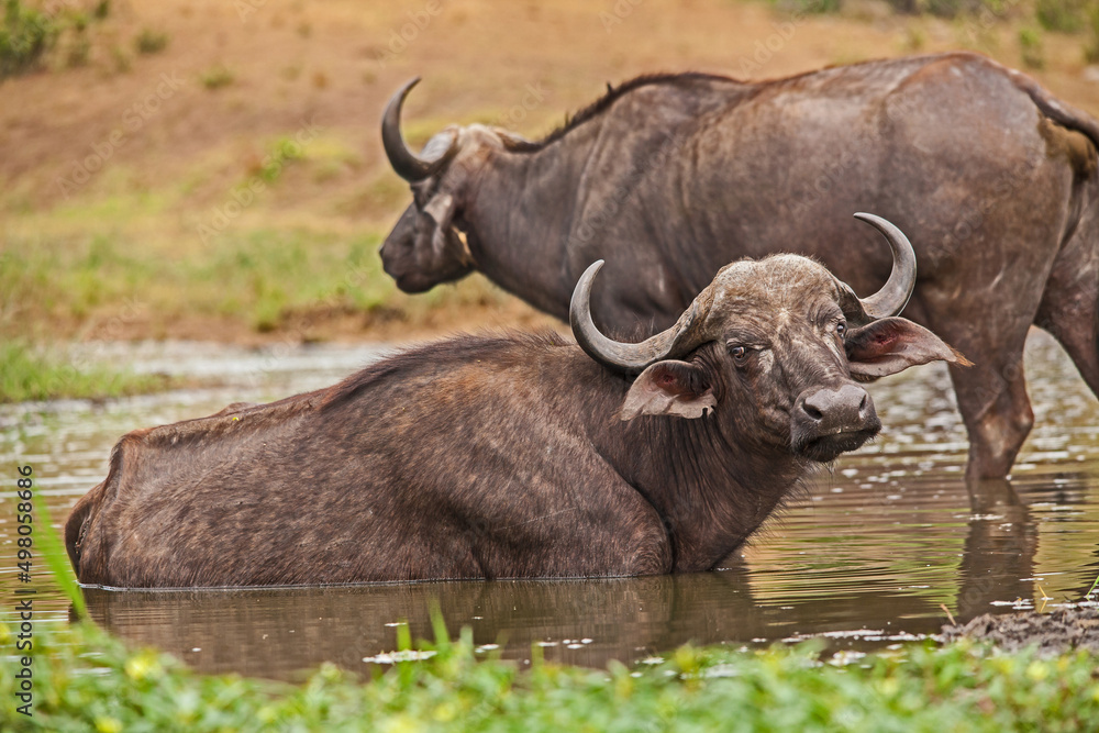 Buffalo at the water 13835