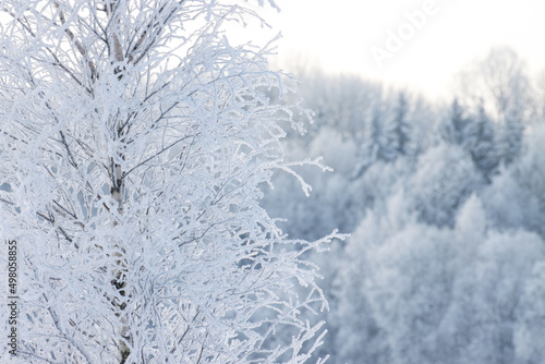 Frosty Birch branches on a cold winter day in Estonia, Northern Europe 