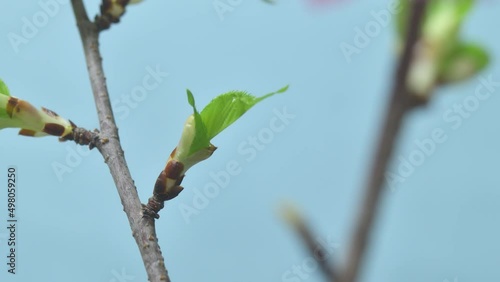新芽　タイムラプス