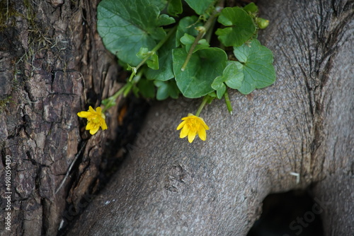 Blühendes Scharbockskraut, Ficaria versa im Frühling am Fuße eines BaumesLesser Celandine  photo