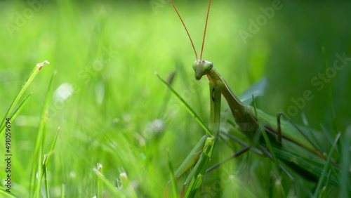 Close-up of a praying mantis on green grass. Praying mantis is an insect that belongs to the order Mantodea photo