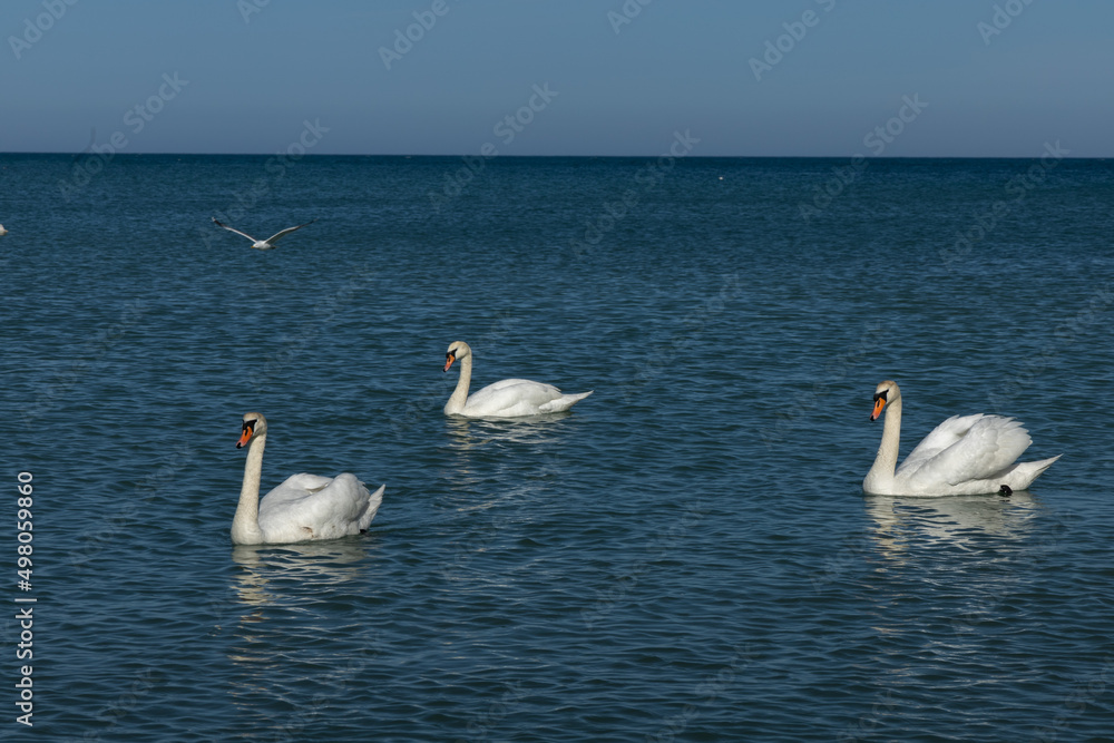 family of swans at meals 