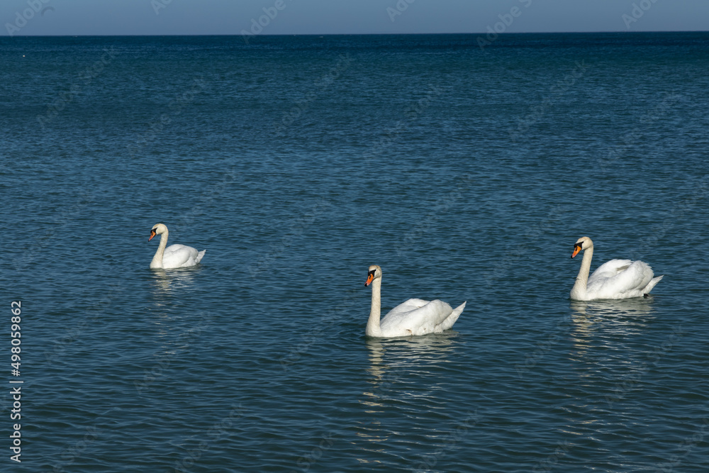 family of swans at meals 