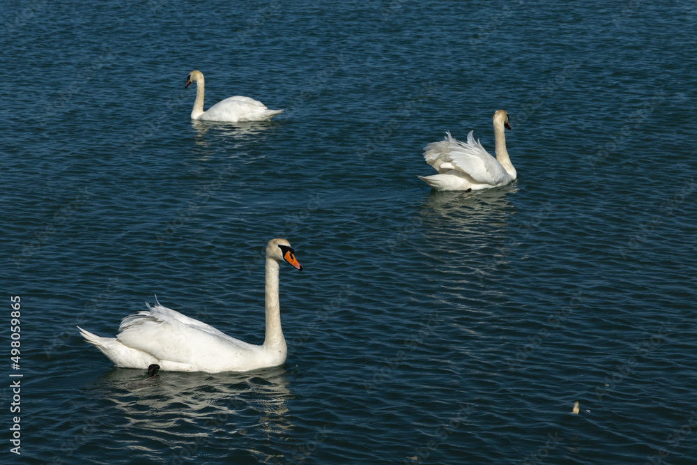 family of swans at meals 