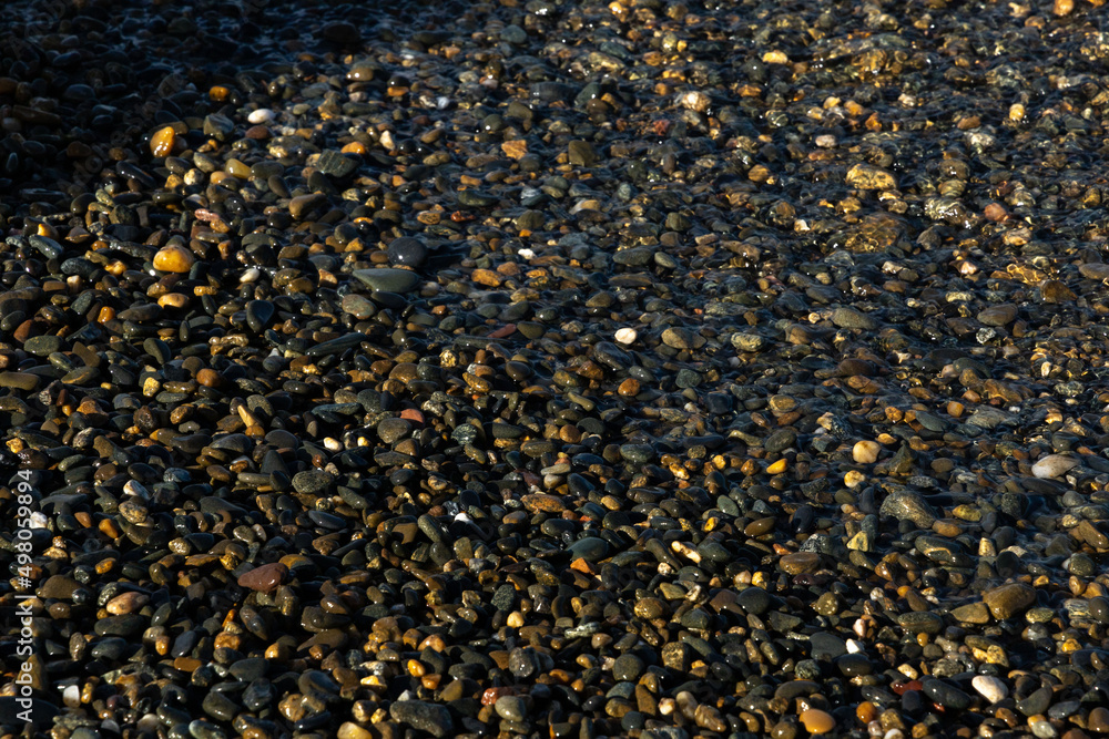 sunflower seed background sunflower seed background