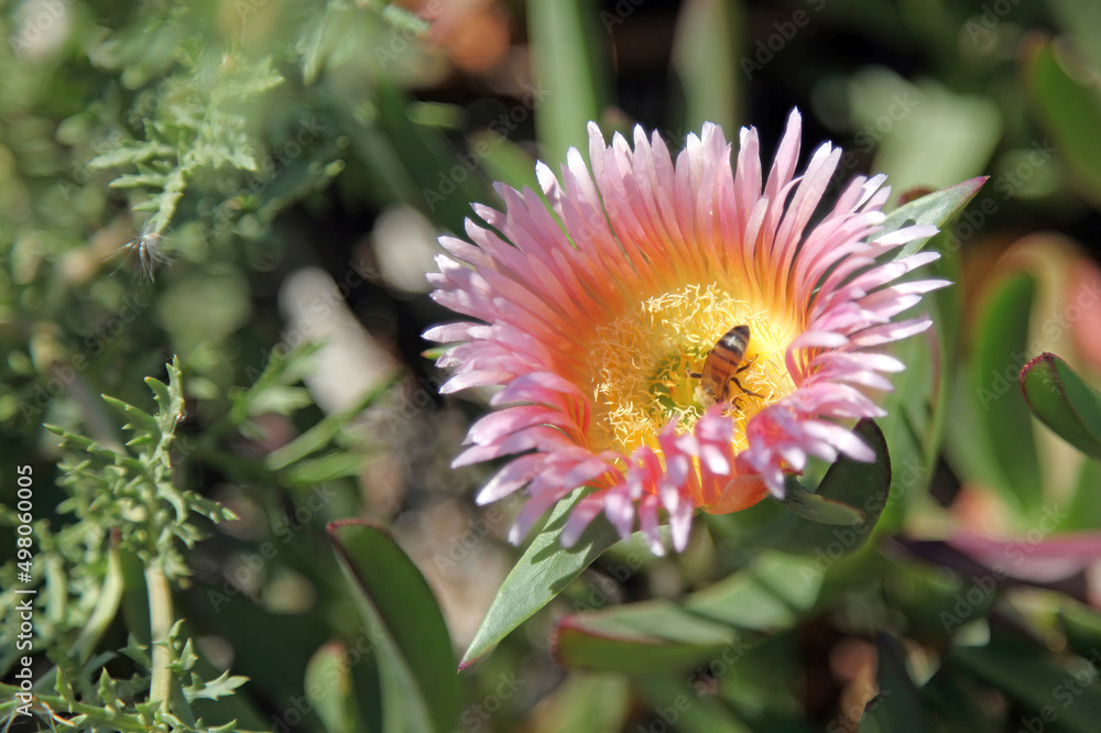 Fototapeta premium Close up of a Hottentot fig flower, Caesarea Israel 