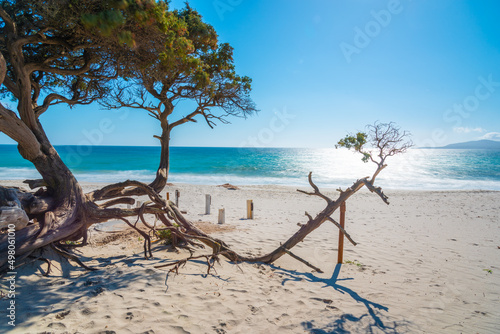 White sand and pine trees in Maria Pia beach on a sunny day