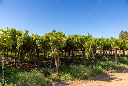 Rows of young grape vines in vineyard and weeds on the ground.