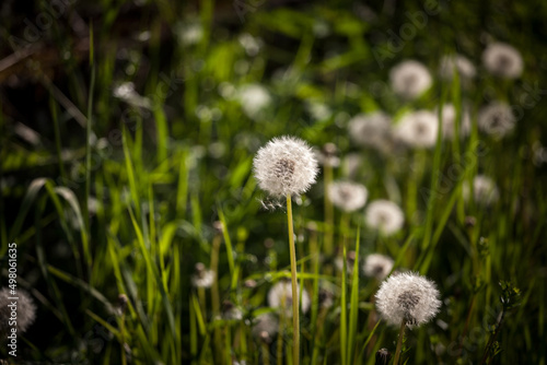 Selective blur on white fluffy dandelion flowerheads  dried  with seed ready to be spread in the air  in summer  in a field. Also called Taraxacum  it s a species of flowers. ....