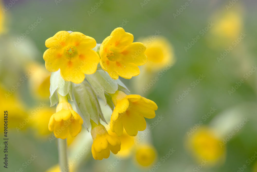 Common cowslip (Priumula veris) flower spring Common cowslip (Priumula veris) flower spring