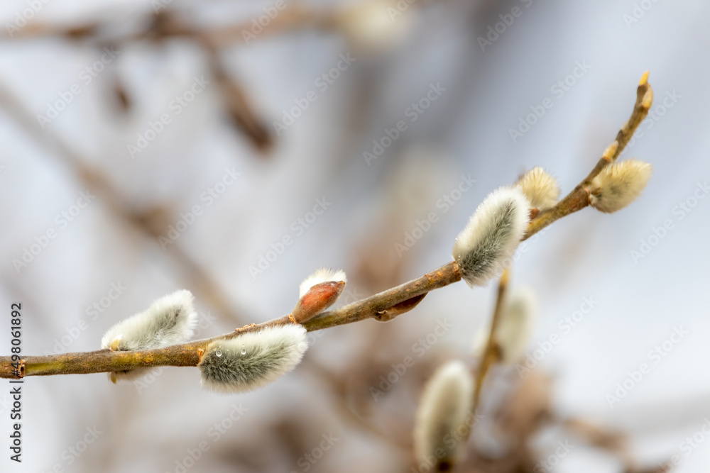 Soft fluffy inflorescences on a willow branch in spring Soft fluffy inflorescences on a willow branch in spring