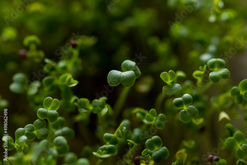 Close-up of micro greens broccoli growing on a linen mat. Concept of healthy nutrition.