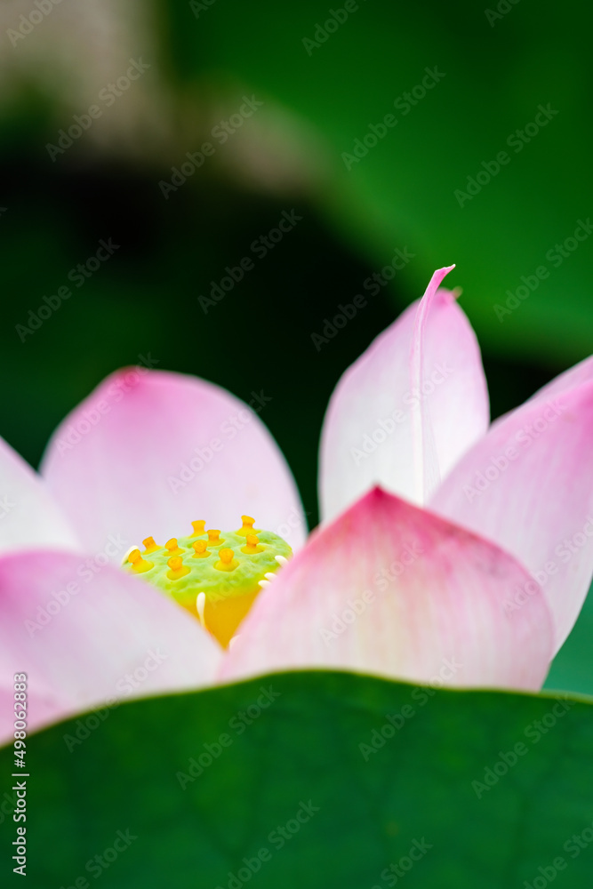 蓮の花 蓮の花