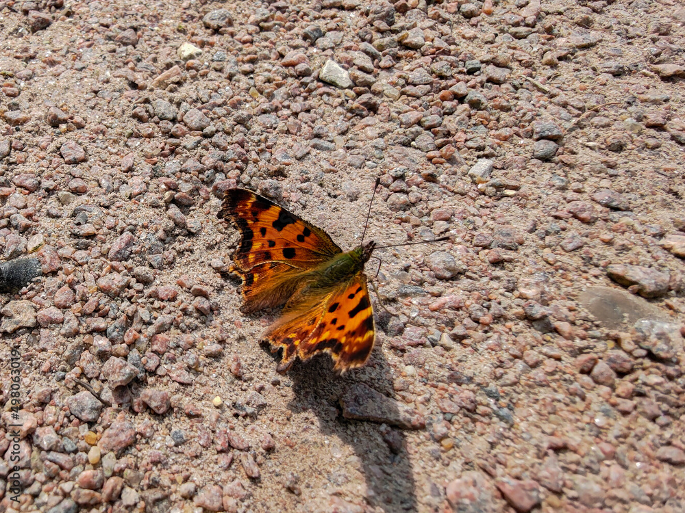 Green comma butterfly sitting on a ground Green comma butterfly sitting on a ground