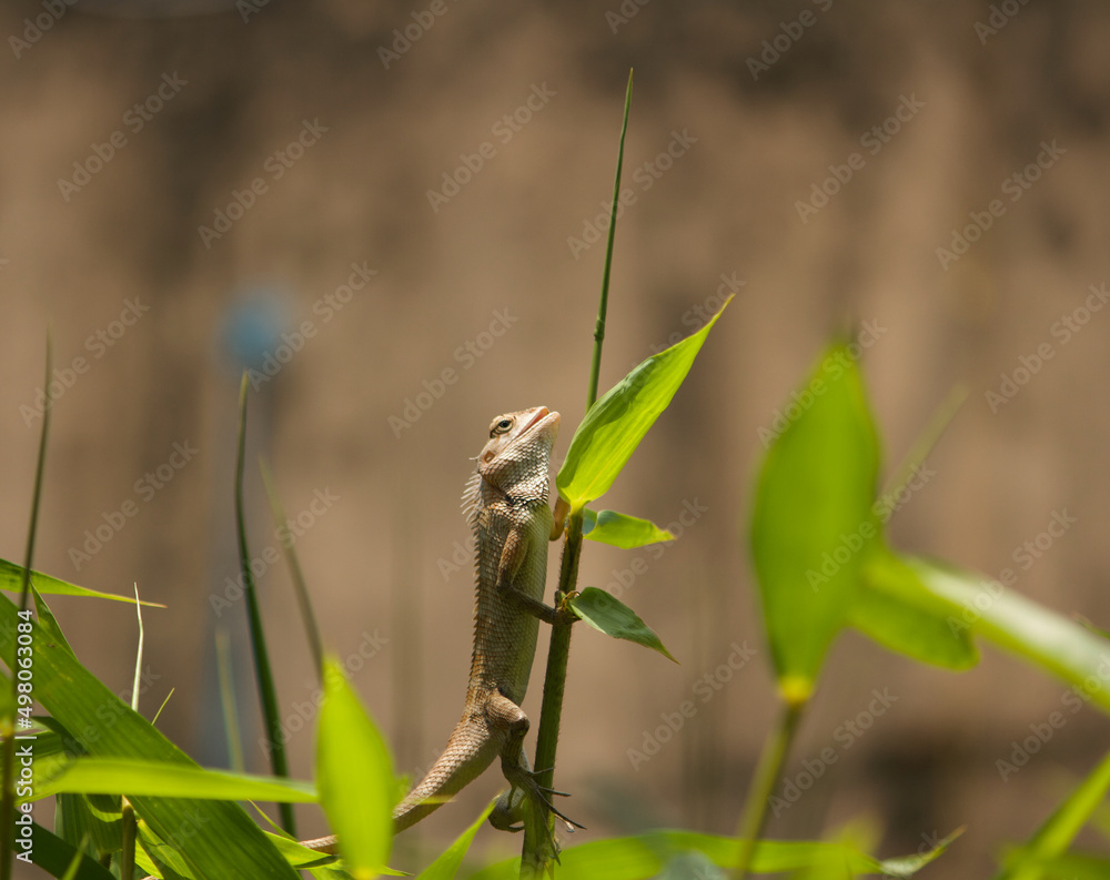 Closeup view of a Chameleon holding on to bamboo shoot Closeup view of a Chameleon holding on to bamboo shoot