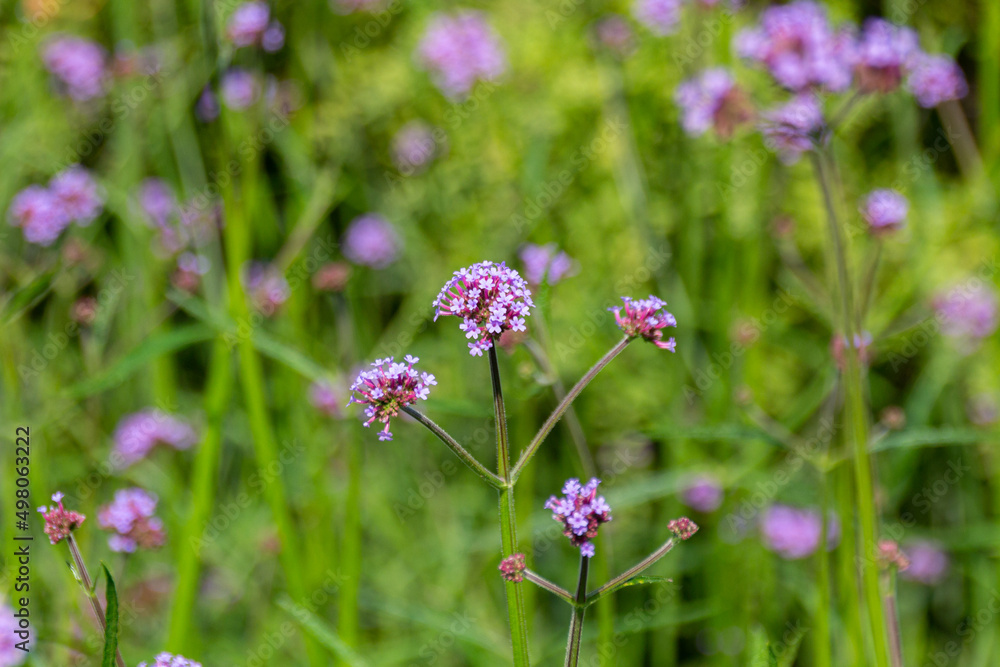 Close up photo of blooming Verbena flowers Close up photo of blooming Verbena flowers