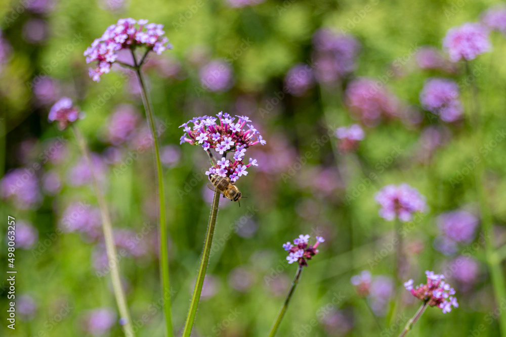Honey bee gathering pollen on a Verbena flowers Honey bee gathering pollen on a Verbena flowers