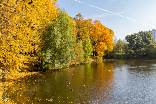 Beautiful autumn trees near the pond with ducks. © topolov_nick