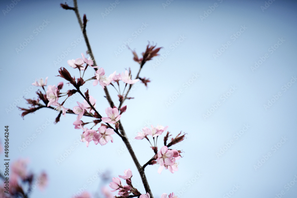 Kirschblüte, Sakura mit rosafarbigen Bluten und blauem Himmel