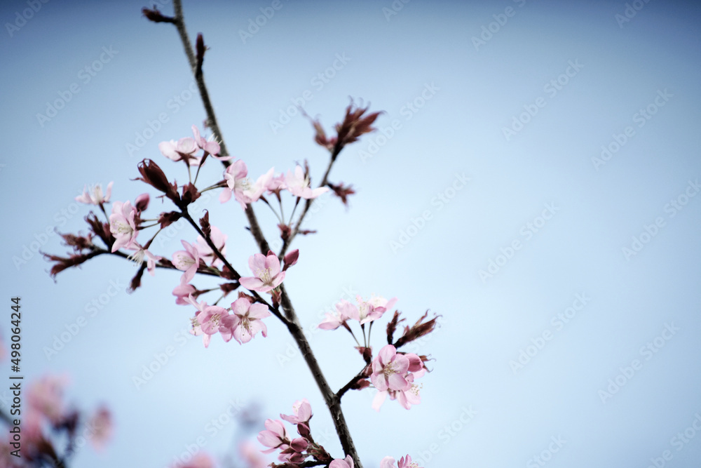 Kirschblüte, Sakura mit rosafarbigen Bluten und blauem Himmel Kirschblüte, Sakura mit rosafarbigen Bluten und blauem Himmel
