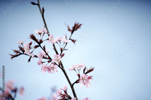 Kirschbl  te  Sakura mit rosafarbigen Bluten und blauem Himmel