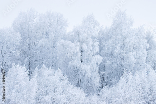 Frosty mixed boreal forest on a cold day in Estonia, Northern Europe