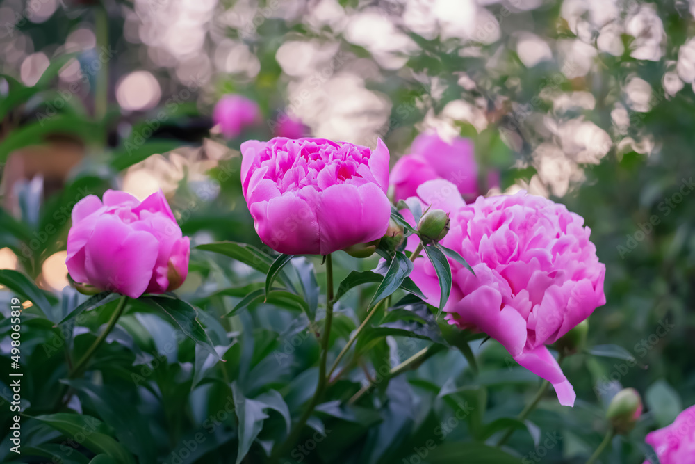 Blooming pink tree peony flower growing in garden. Selective focus Blooming pink tree peony flower growing in garden. Selective focus