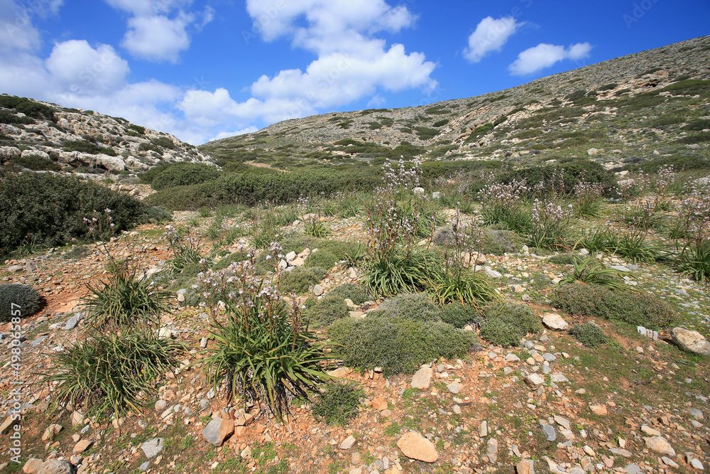 Stones and xerothermic grassland in Kyriamadia Natural Park (northeastern part of Crete)