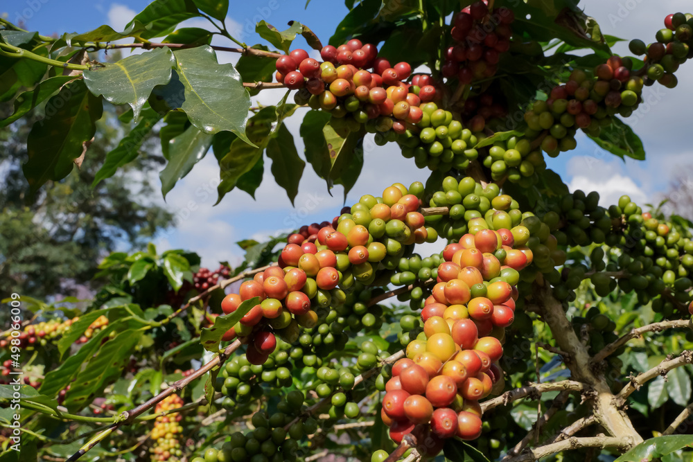 Close-up view of Arabica coffee beans ripe on red berry branches, industrial agriculture on trees in northern Thailand. Close-up view of Arabica coffee beans ripe on red berry branches, industrial agriculture on trees in northern Thailand.