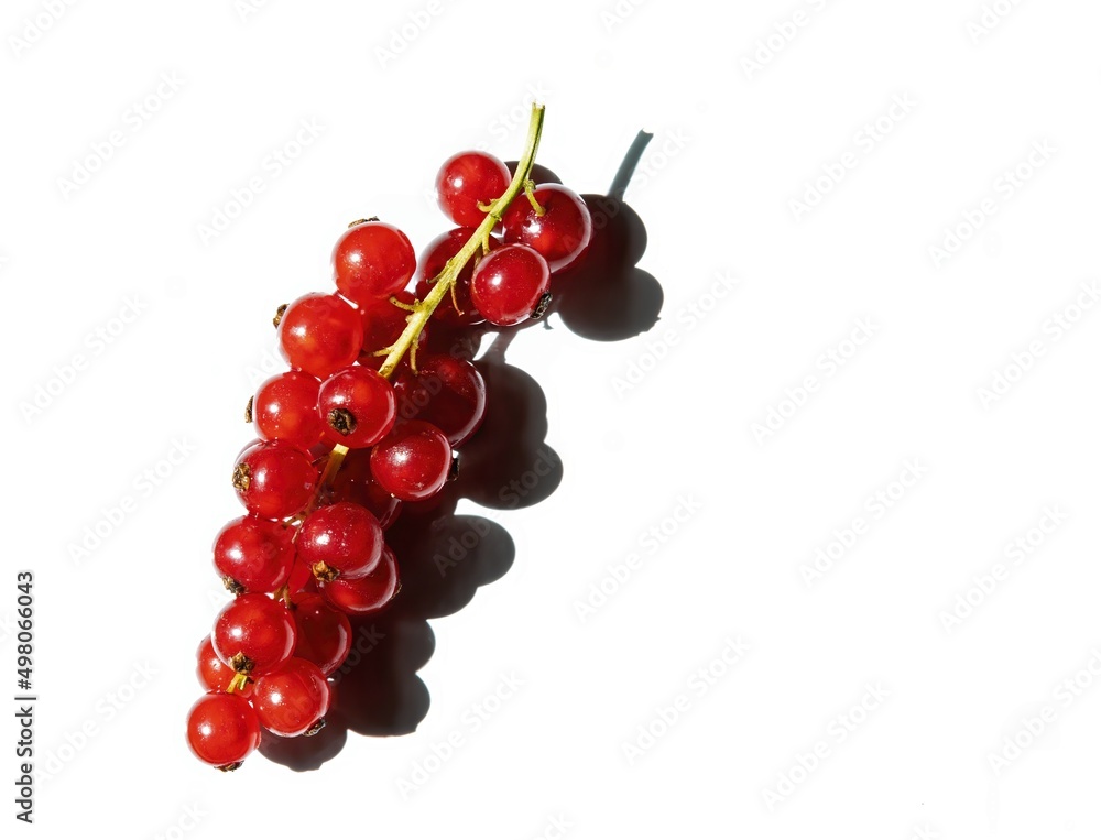 red currant isolated on white background red currant isolated on white background