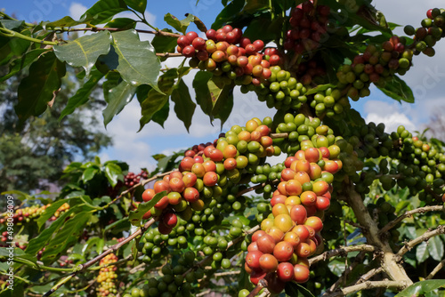 Close-up view of Arabica coffee beans ripe on red berry branches, industrial agriculture on trees in northern Thailand.