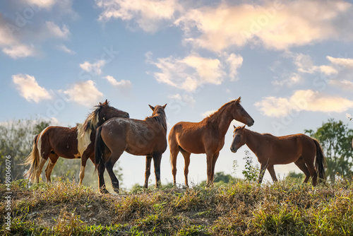 Herd of wild horses is breeding in a hill meadow. © Surachai