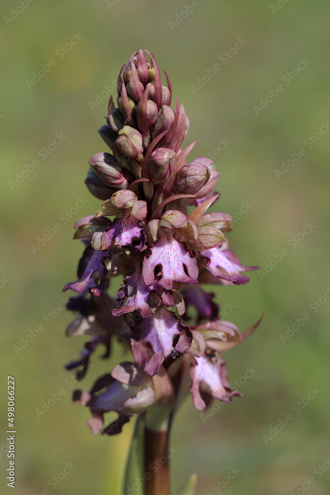 The giant orchid (Barlia robertiana) on the xerothermic grassland in Crete