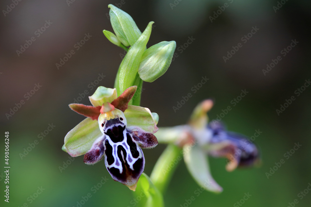 Rare, endemic Cretan bee-orchid (Ophrys cretica ssp. ariadne) on xerothermic grassland in Crete