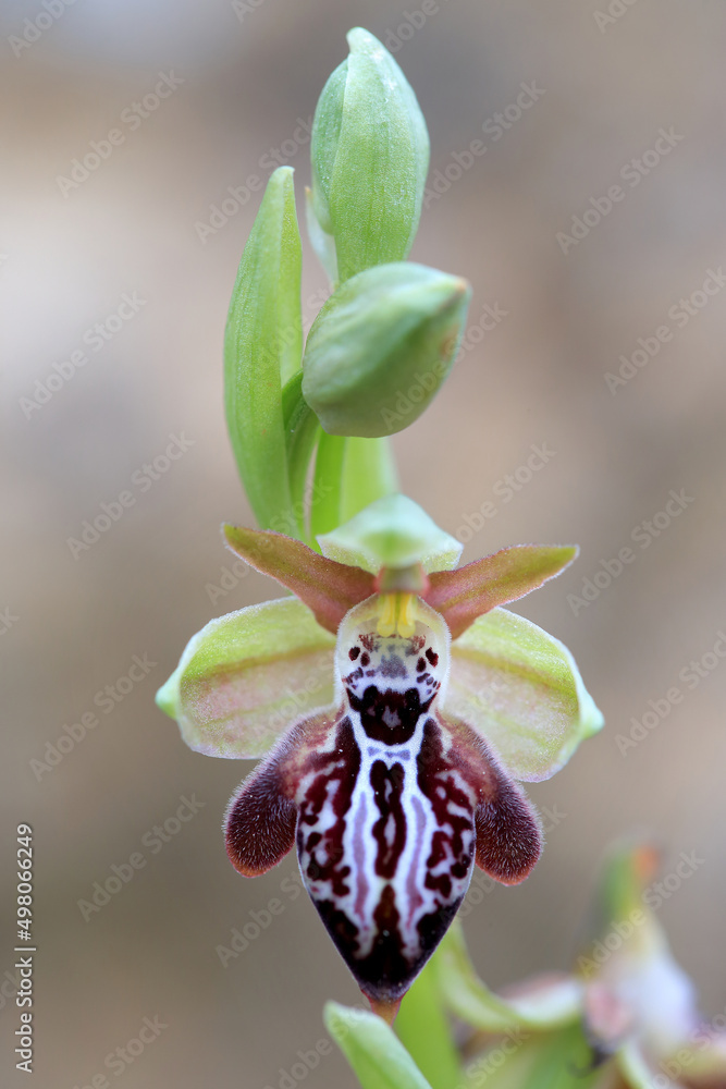Rare, endemic Cretan bee-orchid (Ophrys cretica ssp. ariadne) on xerothermic grassland in Crete