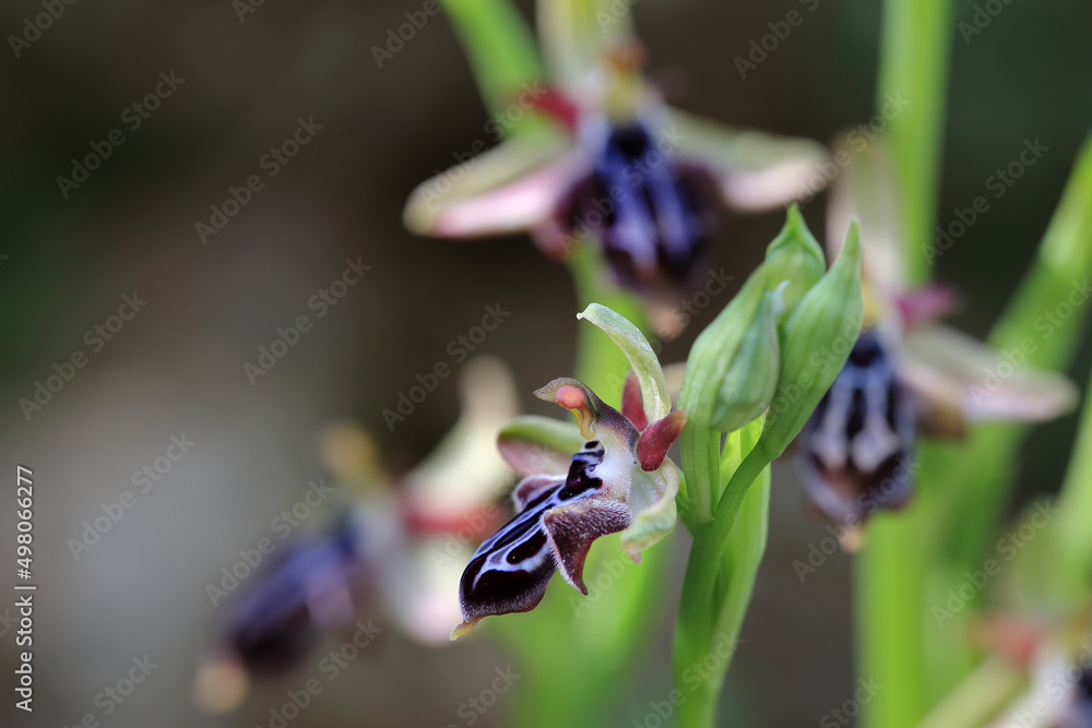 Rare, endemic Cretan bee-orchid (Ophrys cretica ssp. ariadne) on xerothermic grassland in Crete
