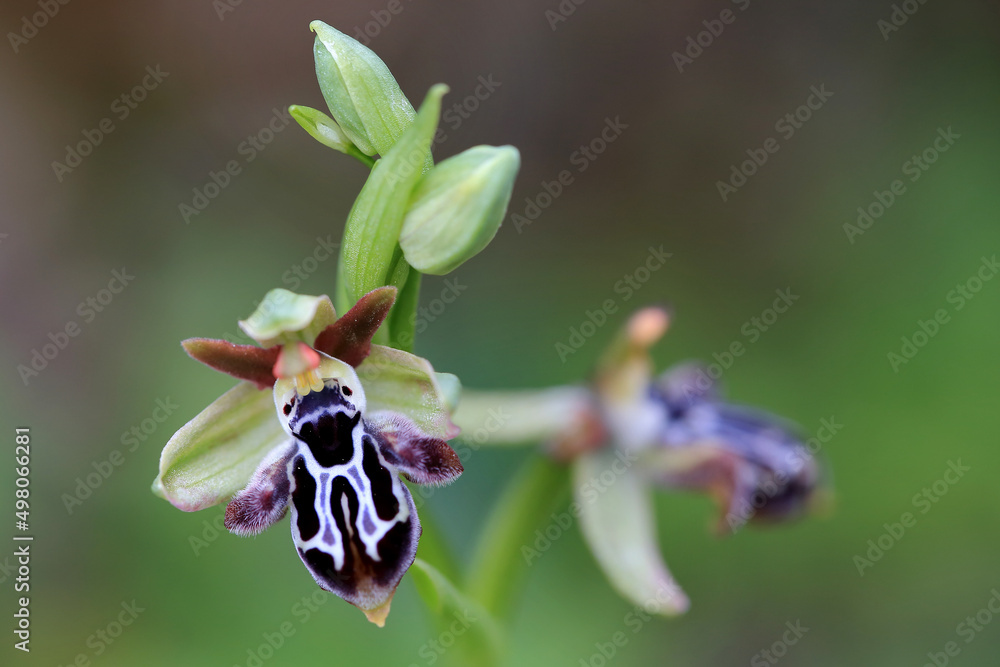 Rare, endemic Cretan bee-orchid (Ophrys cretica ssp. ariadne) on xerothermic grassland in Crete
