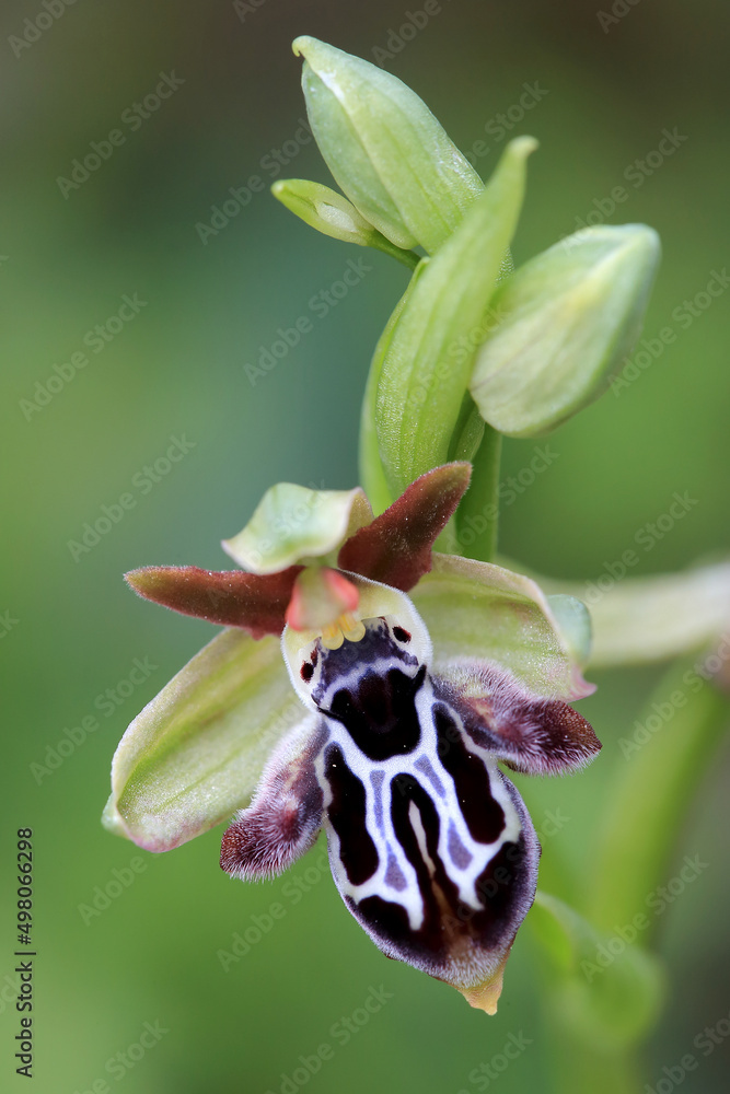 Rare, endemic Cretan bee-orchid (Ophrys cretica ssp. ariadne) on xerothermic grassland in Crete