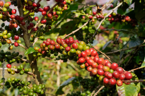 Close-up view of Arabica coffee beans ripe on red berry branches, industrial agriculture on trees in northern Thailand.